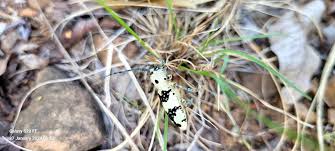 Image result for Hypericophyllum