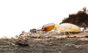 Some schools, such as the university of california system, have stated that the suspension of requiring act/sat scores is only a. Real Estate Escrow Termite Inspection In Anaheim Oc