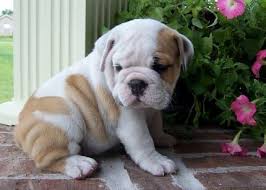 They are raised in the house and very well socialized. Mini Bulldog Online Shopping
