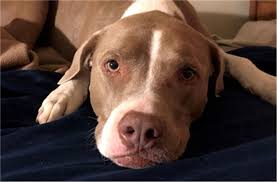 Are you looking for a best friend? Animal Care Services Home