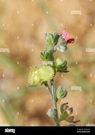 Image result for Cynoglossum coeruleum