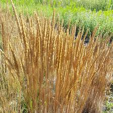 Image result for Koeleria