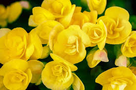 Different flowers for fall yellow wedding flowers flower names. 30 Types Of Yellow Flowers A To Z Photos And Info Home Stratosphere