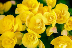 We did not find results for: 30 Types Of Yellow Flowers A To Z Photos And Info Home Stratosphere