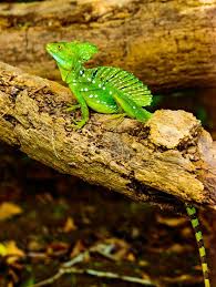 Long and skinny two plumes run down it's back (bones that stick out it's back that have skin between them) long thin toes light green color (good camo in rainforest) slideshow 2612670 by yuma. Facts About Green Basilisk Lizard