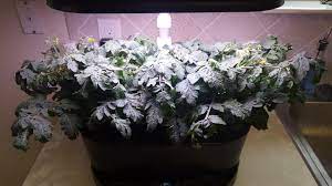 Add water and plant nutrients. Cherry Tomatoes 48 Days In Pruning Tips Aerogarden