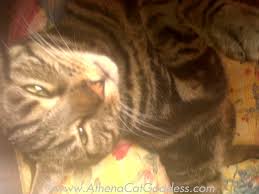 Athena Cat Goddess Wise Kitty: June 2013