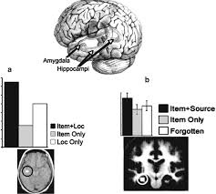 The Cognitive Neuroscience of True and False Memories*