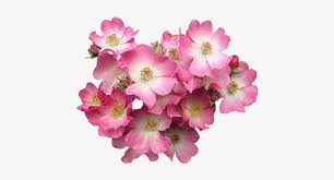 Pink gerbera flower transparency wall. Pink Flower Pink Real Flowers Png Png Image Transparent Png Free Download On Seekpng