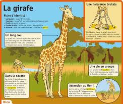 La Girafe Documentaire Animaux Girafe Animaux Afrique