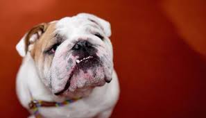 They tend to be gentle and protective. Bulldogs Are Dangerously Unhealthy But There May Not Be Enough Diversity In Their Genes To Save Them Science Smithsonian Magazine