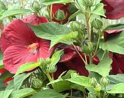 Image result for Hibiscus kirkii