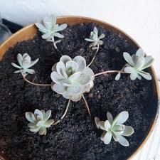 Paróquia de nogueira da regedoura. Rosinha De Pedra Orostachys Boehmeri Cactos E Suculentas Suculentas Jardinagem