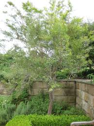 Am i the only one, though? Leptospermum Petersonii Wikipedia