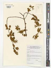 Image result for Combretum cinereopetalum
