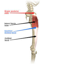 Where does the tensor fascia latae muscle attach? Tensor Fascia Latae Muscle And The Iliotibial Band Yoganatomy