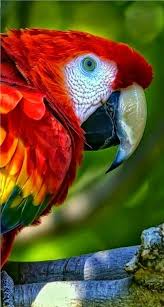 Sign In Parrot Beautiful Birds Pet Birds