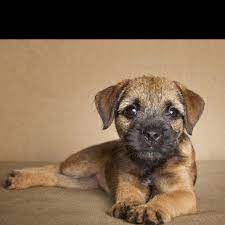 S He S Cuteeeeeee I Want A Puppy For My 25th Birthday Border Terrier Puppy Pet Dogs Puppies Border Terrier