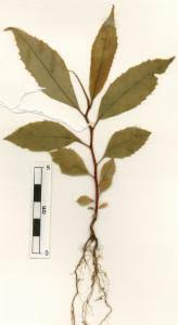 Image result for Embelia ruminata