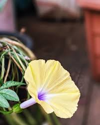 Image result for Ipomoea tuberculata