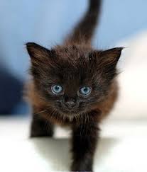 Between the 1970s and 1980s, some. Chantilly Tiffany Vs Bombay Breed Comparison Mycatbreeds