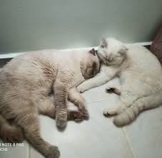 Antalya Cins Kedi Sahiplendirme Home Facebook