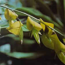 Image result for Crotalaria agatiflora