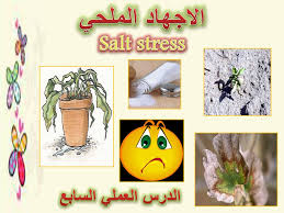 الاجهاد الملحي Salt Stress Ppt Download