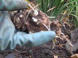 These beautiful flowers are an asset to any garden, but if you keep reading to learn if and when to dig up calla lilies and how to care for calla lilies over winter. Winterizing Calla Lily Bulbs Youtube