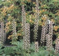 Image result for Acanthus