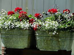 Windy Meadows Farm Red Geraniums Geraniums Old Wash Tub