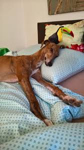 Wo kann er glücklich und … Maya Im Bett Ist Es Nett Windhund Windhunde Hunde
