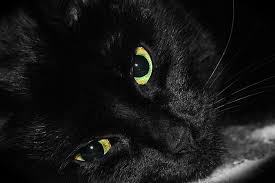 Black And White Cat Breeds With Yellow Eyes Black Cats With Green Eyes Black Cat With Green Eyes Is A Photograph By Tracie Kaska Which Was Black Cat Cats Black Cat Pictures