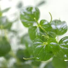 Image result for Peperomia pellucida