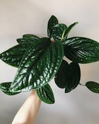 Monstera Sp Peru Hoya Plants House Plants Plants