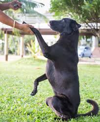 1,522 likes · 221 talking about this · 82 were here. Services Wagging Tails Pet Resort
