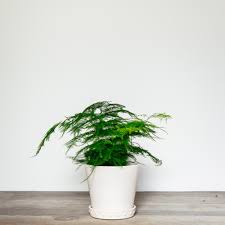 Image result for Asparagus pendulus