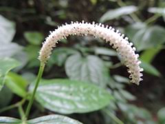 Image result for Piper capense