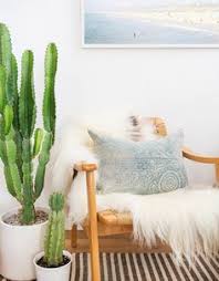 Wadded up newspaper and garbage bags. 200 Houseplants Ideas Indoor Plants Plants Houseplants