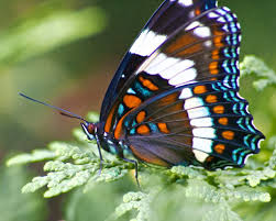 Black And White Spotted Caterpillar With Red Head Canadian Blue Orange White Black And Brown Butterfly Brown Butterflies Most Beautiful Butterfly Orange Butterfly