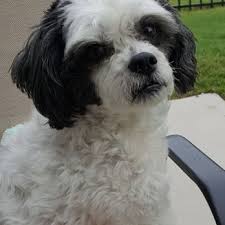 Both veterinarians are knowledgeable and seem to really care about the animals and the entire office team is friendly and attentive. Animal Eye Care Associates Veterinarians 6426 Tryon Rd Cary Nc Phone Number