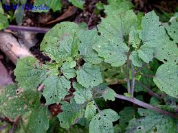 Image result for Physalis lagascae