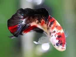 He Is Slowly Changing Colors That Is The Fate Of Marblebettas That Have The Jumping Gene The New Video Is Uploading And Should Betta Pet Fish Koi Betta