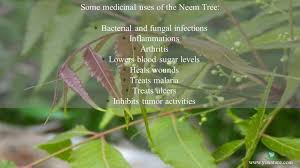 10 Common Medicinal Plants In Mauritius Yo Nature In 2020 Medicinal Plants Plants Plant Species
