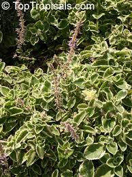 Image result for Coleus amboinicus