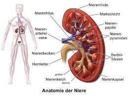 Die Nieren Lebenswichtiges Filterorgan