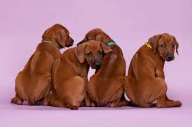 Deal direct with a registered breeder. Rhodesian Ridgeback Puppy Cheap Online