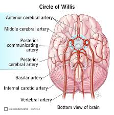 Image result for Posterior Circulation