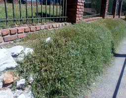 Image result for Phyla nodiflora