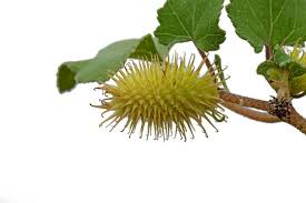 Image result for Xanthium